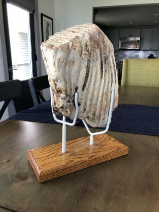 Mammoth Tooth With Custom Mount