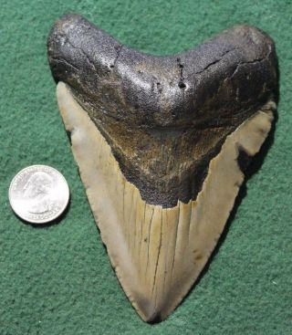 Megalodon Shark Tooth 5.  21 " Extinct Fossil Authentic Not Restored (esb36 - 4)