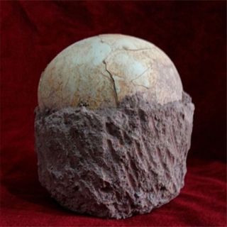 Segnosaur Dinosaur Egg Fossilized Crystallized Fossil Jurassic Cretaceous World