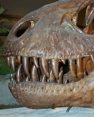 Huge Quality Tyrannosaurus Rex Tooth Tip Dinosaur Fossil Jurassic Park Trex 6