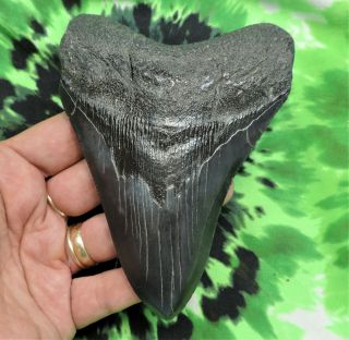 Megalodon Sharks Tooth 4 7/8  Inch No Restorations Fossil Sharks Tooth Teeth