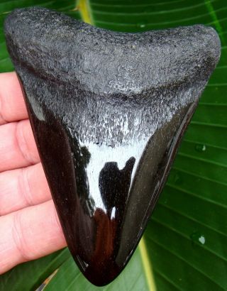 Megalodon Shark Tooth - 4 & 7/16 In.  Real Fossil Sharks Teeth - Jaw