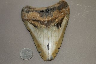 Megalodon Fossil Giant Shark Teeth Ocean No Repair 4.  86 " Huge Tooth