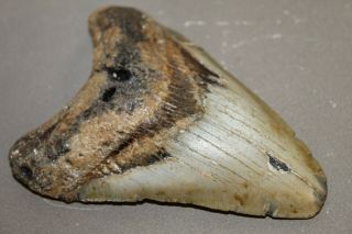 MEGALODON Fossil Giant Shark Teeth Ocean No Repair 4.  86 