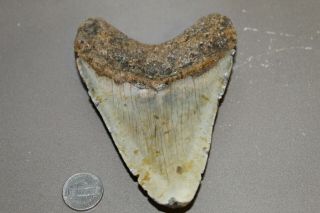 MEGALODON Fossil Giant Shark Teeth Ocean No Repair 4.  86 