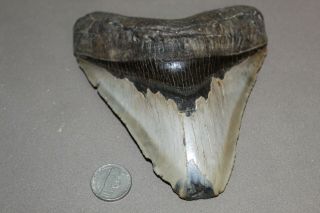 Megalodon Fossil Giant Shark Teeth Ocean No Repair 5.  43 " Huge Tooth