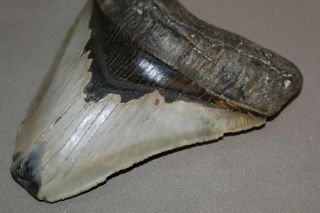 MEGALODON Fossil Giant Shark Teeth Ocean No Repair 5.  43 