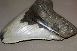 MEGALODON Fossil Giant Shark Teeth Ocean No Repair 5.  43 