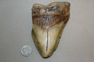 Megalodon Fossil Giant Sharks Teeth Ocean No Repair 5.  42 " Huge Tooth