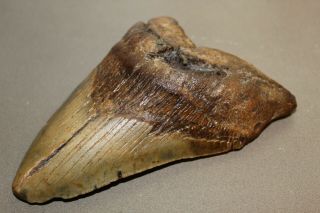 MEGALODON Fossil Giant Sharks Teeth Ocean No Repair 5.  42 