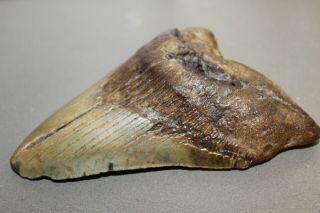 MEGALODON Fossil Giant Sharks Teeth Ocean No Repair 5.  42 