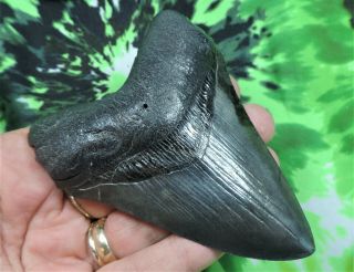 Megalodon Sharks Tooth 4 1/16  Inch No Restorations Fossil Sharks Teeth Tooth