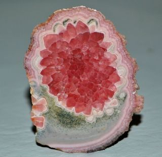 60mm Rhodochrosite Stalactite Flower Slice From Argentina Translucent
