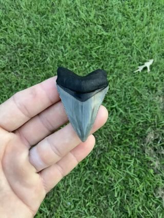 Shiny 2.  39” Chubutensis Fossil Shark Tooth 100 Natural No Restoration