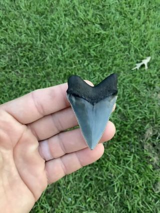 Shiny 2.  39” Chubutensis Fossil Shark Tooth 100 Natural No Restoration 2