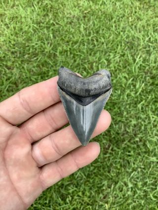 Shiny 2.  39” Chubutensis Fossil Shark Tooth 100 Natural No Restoration 5