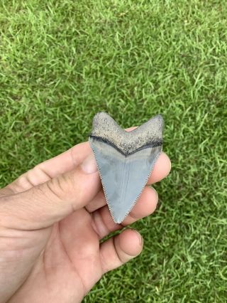 Shiny 2.  39” Chubutensis Fossil Shark Tooth 100 Natural No Restoration 6