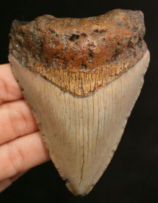 Megalodon Shark Tooth 3.  54 " Extinct Fossil Authentic Not Restored (cg11 - 136)
