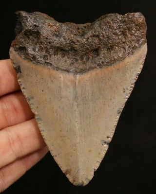 Megalodon Shark Tooth 3.  54 