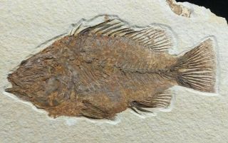 Priscacara Fossil Fish Green River Formation Wyoming