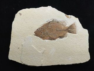 Priscacara Fossil Fish Green River Formation Wyoming 2