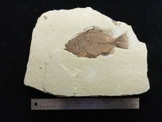 Priscacara Fossil Fish Green River Formation Wyoming 3