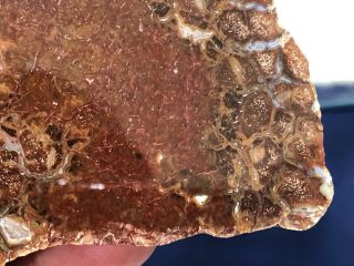 Petrified Wood Texas Shrinkwood Live Oak County,  TX Fleming Fm Miocene 5.  25”x3.  5 7