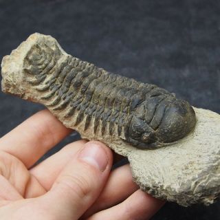 Trilobite Crotalocephalus Fossil Devonian Fossiles Trilobiten Arthropods