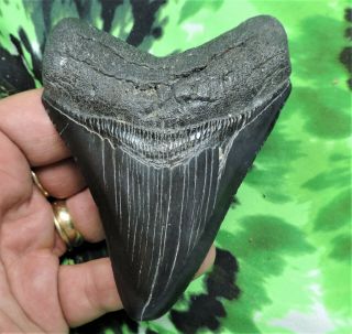 Megalodon Sharks Tooth 3 13/16  Inch No Restorations Fossil Sharks Teeth