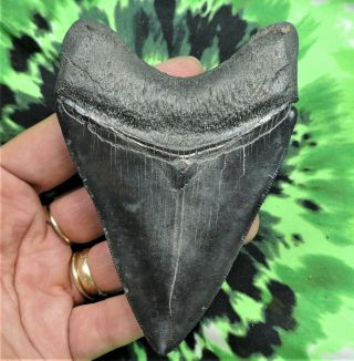 Megalodon Sharks Tooth 4 3/16  Inch No Restorations Fossil Sharks Tooth Teeth