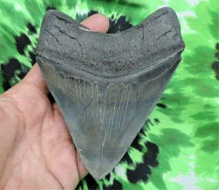 Megalodon Sharks Tooth 4 11/16  Inch No Restorations Fossil Sharks Tooth Teeth