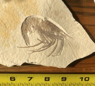 Very Rare Huge Solnhofen Jurassic Shrimp Fossil