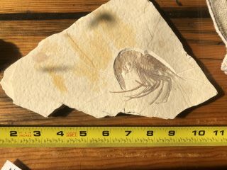 Very Rare HUGE Solnhofen Jurassic Shrimp Fossil 2