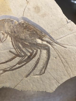 Very Rare HUGE Solnhofen Jurassic Shrimp Fossil 3