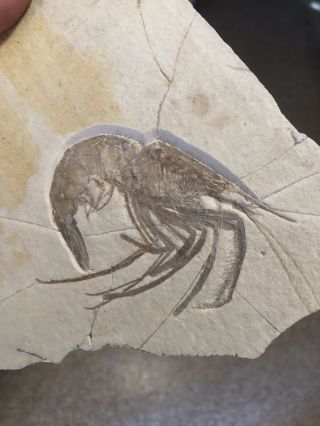 Very Rare HUGE Solnhofen Jurassic Shrimp Fossil 4