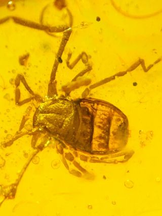 S171 - Ricinulei In Fossil Burmite Insect Amber Cretaceous Dinosaur Age
