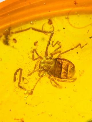 s171 - Ricinulei In Fossil Burmite Insect Amber Cretaceous Dinosaur Age 2