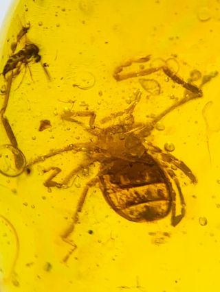 s171 - Ricinulei In Fossil Burmite Insect Amber Cretaceous Dinosaur Age 3