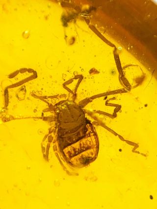 s171 - Ricinulei In Fossil Burmite Insect Amber Cretaceous Dinosaur Age 4