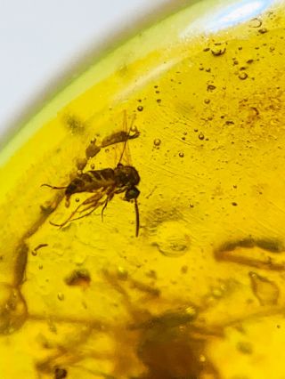 s171 - Ricinulei In Fossil Burmite Insect Amber Cretaceous Dinosaur Age 5