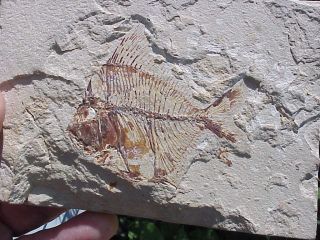 Rare Aipichythys Velifer Cretaceous Fossil Fish From Lebanon