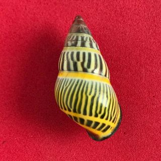 Tree Snail Amphidromus Species (colors,  Special,  Rare)