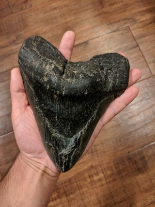 Megalodon Tooth - Huge With Deformity