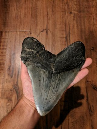 Megalodon tooth - HUGE with DEFORMITY 2