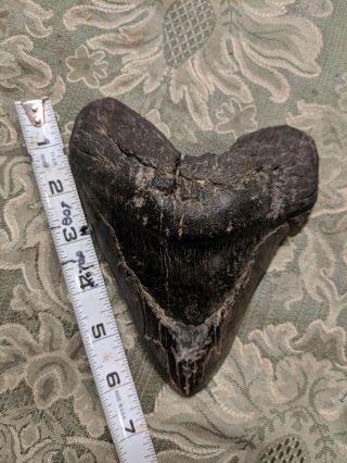 Megalodon tooth - HUGE with DEFORMITY 3