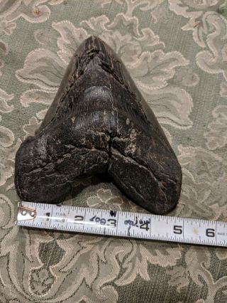 Megalodon tooth - HUGE with DEFORMITY 4