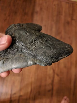Megalodon tooth - HUGE with DEFORMITY 5