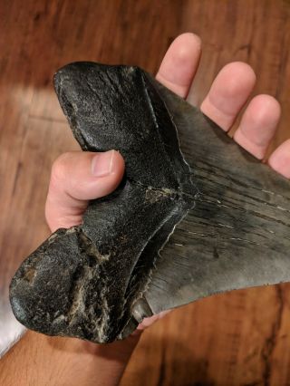 Megalodon tooth - HUGE with DEFORMITY 6