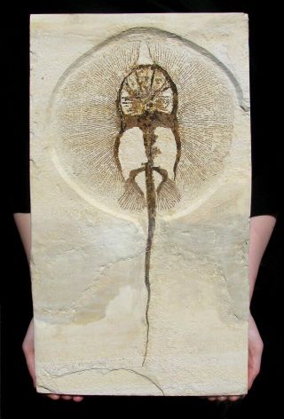 Extinctions - Impressive Heliobatis Stingray Fossil - Perfect For Framing