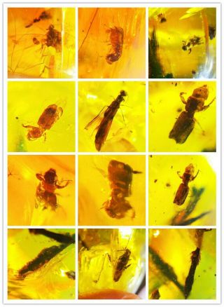 Lymexylidae Fleming，other Insects In One Burmite Amber Fossil Myanmar 126s9